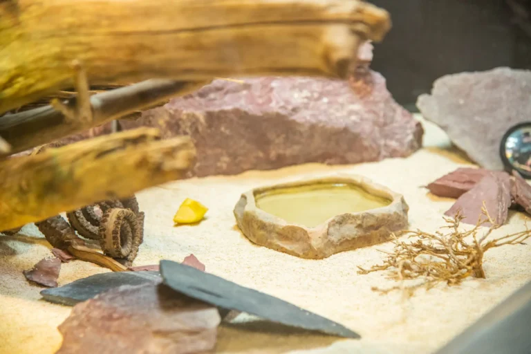 Sandfläche mit Steinen, Holzstücken und einer kleinen Wasserstelle in einem Terrarium.