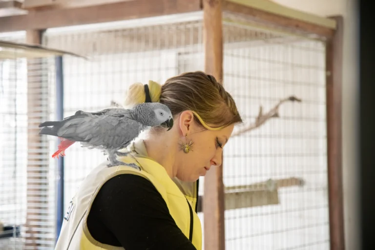 Grauer Papagei sitzt auf der Schulter einer Frau in einem Vogelgehege.