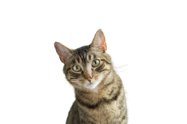 Eine getigerte Katze mit grünen Augen, die direkt in die Kamera schaut, vor einem neutralen Hintergrund.