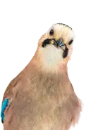 Porträt eines Eurasischen Jays mit auffälligem Gefieder und charakteristischen Gesichtszügen.