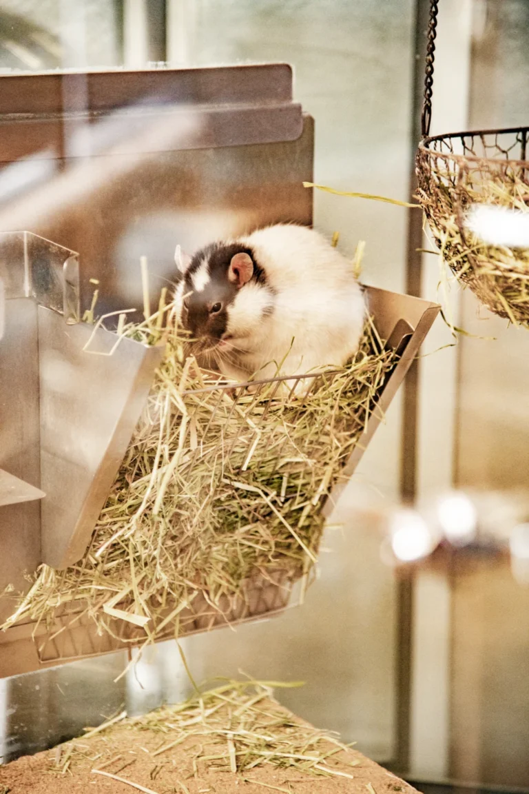 Ein Hamster sitzt in einem Futterbehälter, umgeben von Heu in einem Käfig.