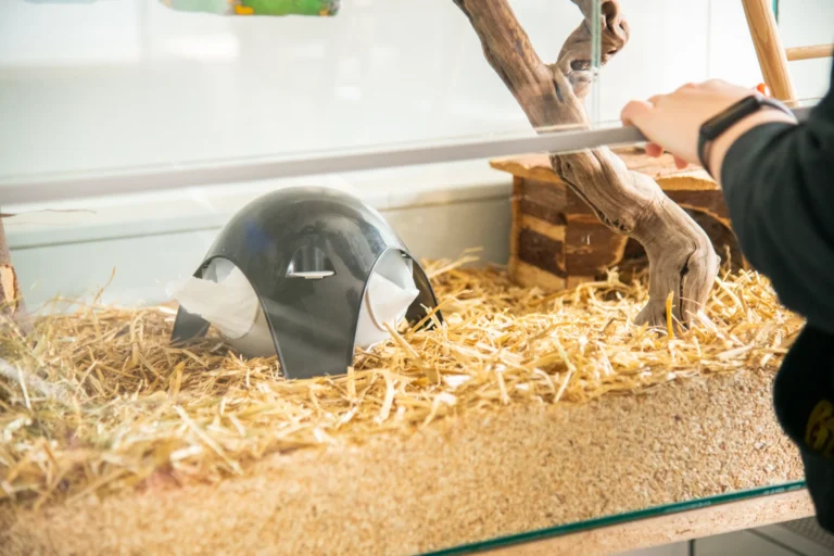 Schwarzes Schildkrötenhaus aus Kunststoff in einem Terrarium mit Stroh und Holz.