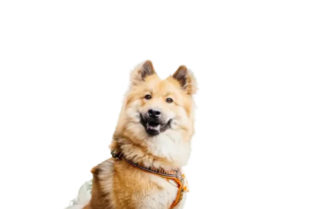 Ein lächelnder Hund mit einem dichten, hellbraunen Fell und einem orangefarbenen Geschirr.