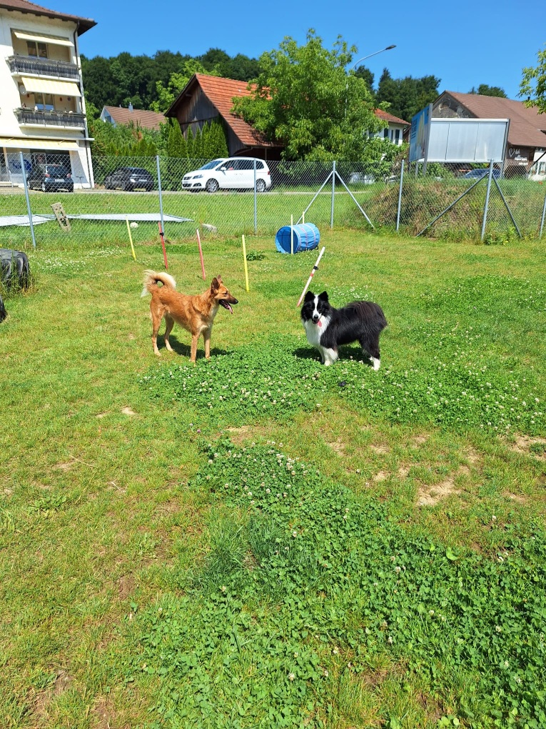 Hundeplatz_2