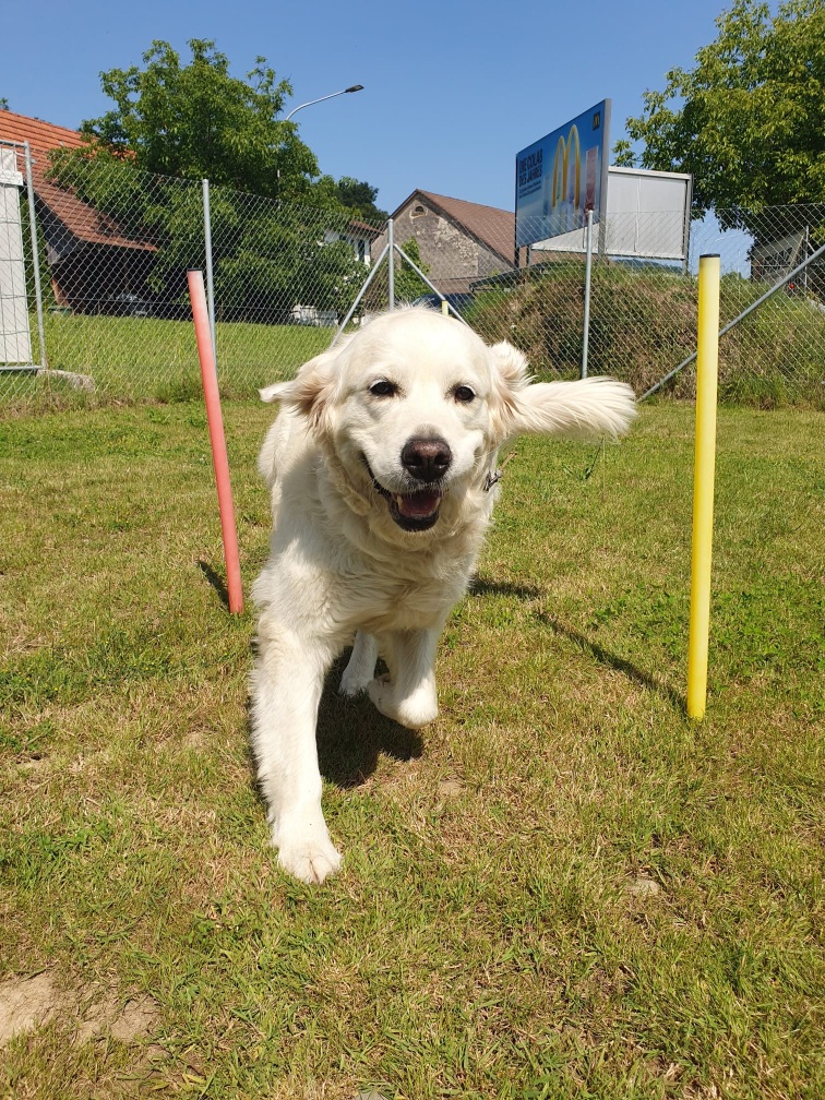 Hundeplatz_3