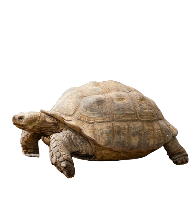 Eine Schildkröte mit einer rauen, strukturierten Schale, die sich seitlich bewegt.